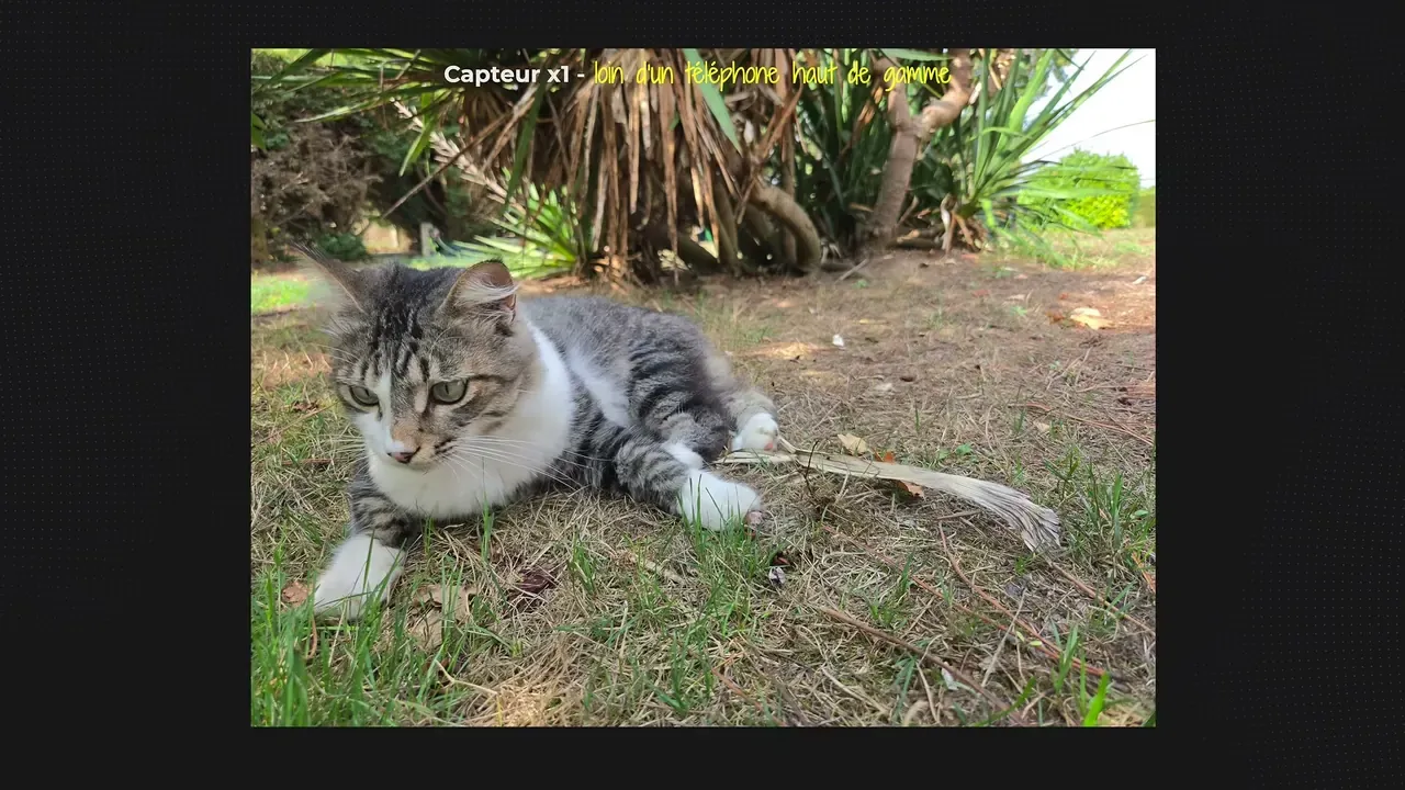 Photo d’un chat dans l’herbe prise avec le capteur principal du Fold 8